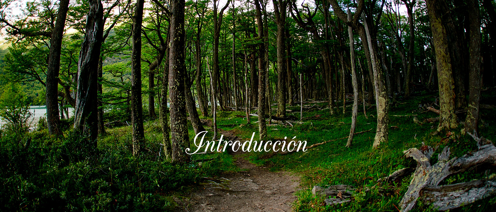 INTRODUCCIÓN